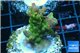 Acropora golden purple Indonesia 3-5 cm WYSIWYG acclimaté