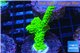 Acropora full neon green 3-5 cm WYSIWYG acclimaté