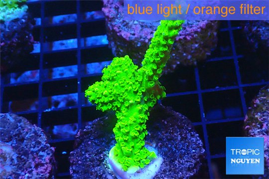 Acropora full neon green 3-5 cm WYSIWYG acclimaté