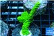Acropora full neon green 3-5 cm WYSIWYG acclimaté