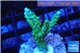 Acropora green purple tip 2-3 cm WYSIWYG acclimaté