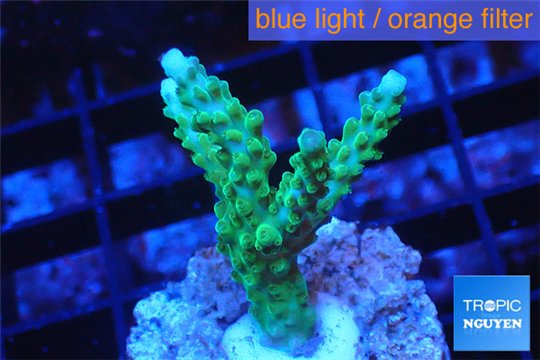 Acropora green purple tip 2-3 cm WYSIWYG acclimaté