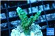 Acropora green purple tip 2-3 cm WYSIWYG acclimaté