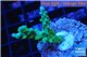 Acropora green purple tip 2-3 cm WYSIWYG acclimaté