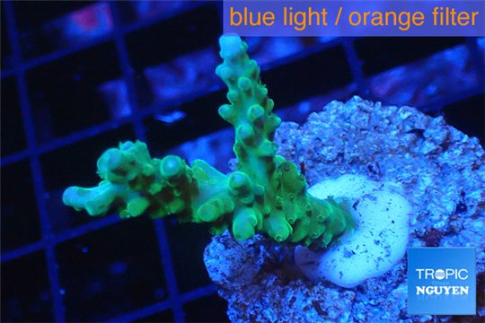 Acropora green purple tip 2-3 cm WYSIWYG acclimaté