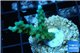 Acropora green purple tip 2-3 cm WYSIWYG acclimaté