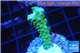 Acropora green purple tip 2-3 cm WYSIWYG acclimaté