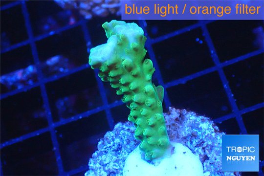 Acropora green purple tip 2-3 cm WYSIWYG acclimaté