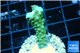 Acropora green purple tip 2-3 cm WYSIWYG acclimaté