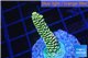 Acropora pikachu Indonesia 2-3 cm WYSIWYG acclimaté