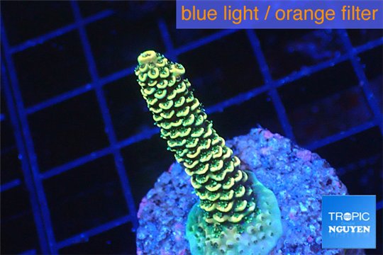 Acropora pikachu Indonesia 2-3 cm WYSIWYG acclimaté