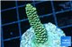 Acropora pikachu Indonesia 2-3 cm WYSIWYG acclimaté