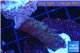 Acropora purple pink 2-3 cm WYSIWYG acclimaté