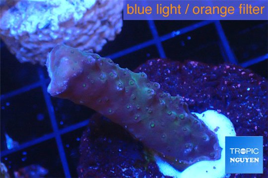 Acropora purple pink 2-3 cm WYSIWYG acclimaté