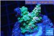 Acropora green & blue tip Indonesia 2-4 cm WYSIWYG acclimaté