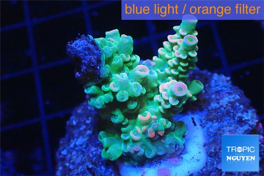 Acropora green & blue tip Indonesia 2-4 cm WYSIWYG acclimaté