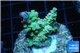 Acropora green & blue tip Indonesia 2-4 cm WYSIWYG acclimaté