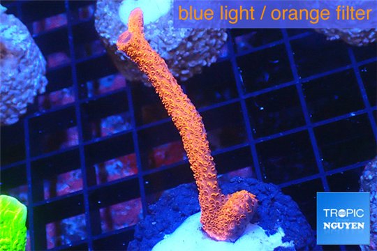 Montipora digitata red 3-5 cm WYSIWYG acclimaté