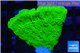Montipora green cap 2-3 cm WYSIWYG acclimaté