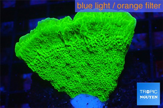 Montipora green cap 2-3 cm WYSIWYG acclimaté