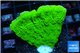Montipora green cap 2-3 cm WYSIWYG acclimaté