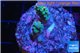 Acropora purple blue Indonesia 1-2 cm WYSIWYG acclimaté