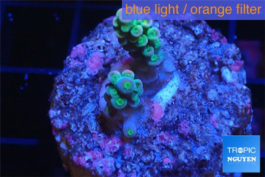 Acropora purple blue Indonesia 1-2 cm WYSIWYG acclimaté