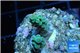 Acropora purple blue Indonesia 1-2 cm WYSIWYG acclimaté