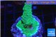 Acropora green blue Australia 3-4 cm WYSIWYG acclimaté