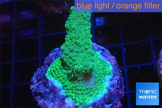 Acropora green blue Australia 3-4 cm WYSIWYG acclimaté