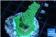 Acropora green blue Australia 3-4 cm WYSIWYG acclimaté