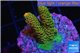 Acropora mango Indonesia 2-3 cm WYSIWYG acclimaté