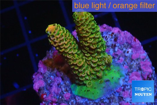Acropora mango Indonesia 2-3 cm WYSIWYG acclimaté