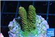 Acropora mango Indonesia 2-3 cm WYSIWYG acclimaté