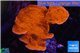 Montipora red cap 6-8 cm WYSIWYG acclimaté