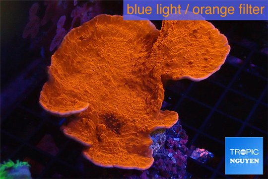Montipora red cap 6-8 cm WYSIWYG acclimaté