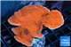 Montipora red cap 6-8 cm WYSIWYG acclimaté