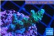 Acropora green & blue tip Indonesia 2-4 cm WYSIWYG acclimaté