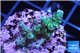 Acropora green & blue tip Indonesia 2-4 cm WYSIWYG acclimaté