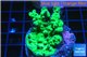 Acropora green Australia 2-4 cm WYSIWYG acclimaté