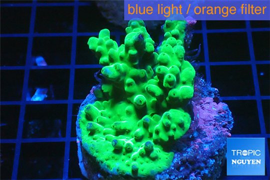 Acropora green Australia 2-4 cm WYSIWYG acclimaté