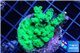 Acropora green Australia 2-4 cm WYSIWYG acclimaté