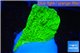 Montipora green cap 2-4 cm WYSIWYG acclimaté