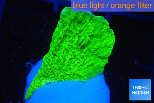 Montipora green cap 2-4 cm WYSIWYG acclimaté