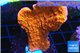 Montipora red cap 3-4 cm WYSIWYG acclimaté