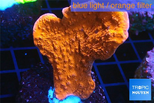 Montipora red cap 3-4 cm WYSIWYG acclimaté