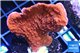 Montipora red cap 3-4 cm WYSIWYG acclimaté