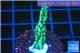 Montipora green & purple polyps 3-4 cm WYSIWYG acclimaté