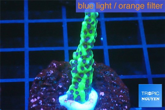 Montipora green & purple polyps 3-4 cm WYSIWYG acclimaté