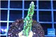 Montipora green & purple polyps 3-4 cm WYSIWYG acclimaté